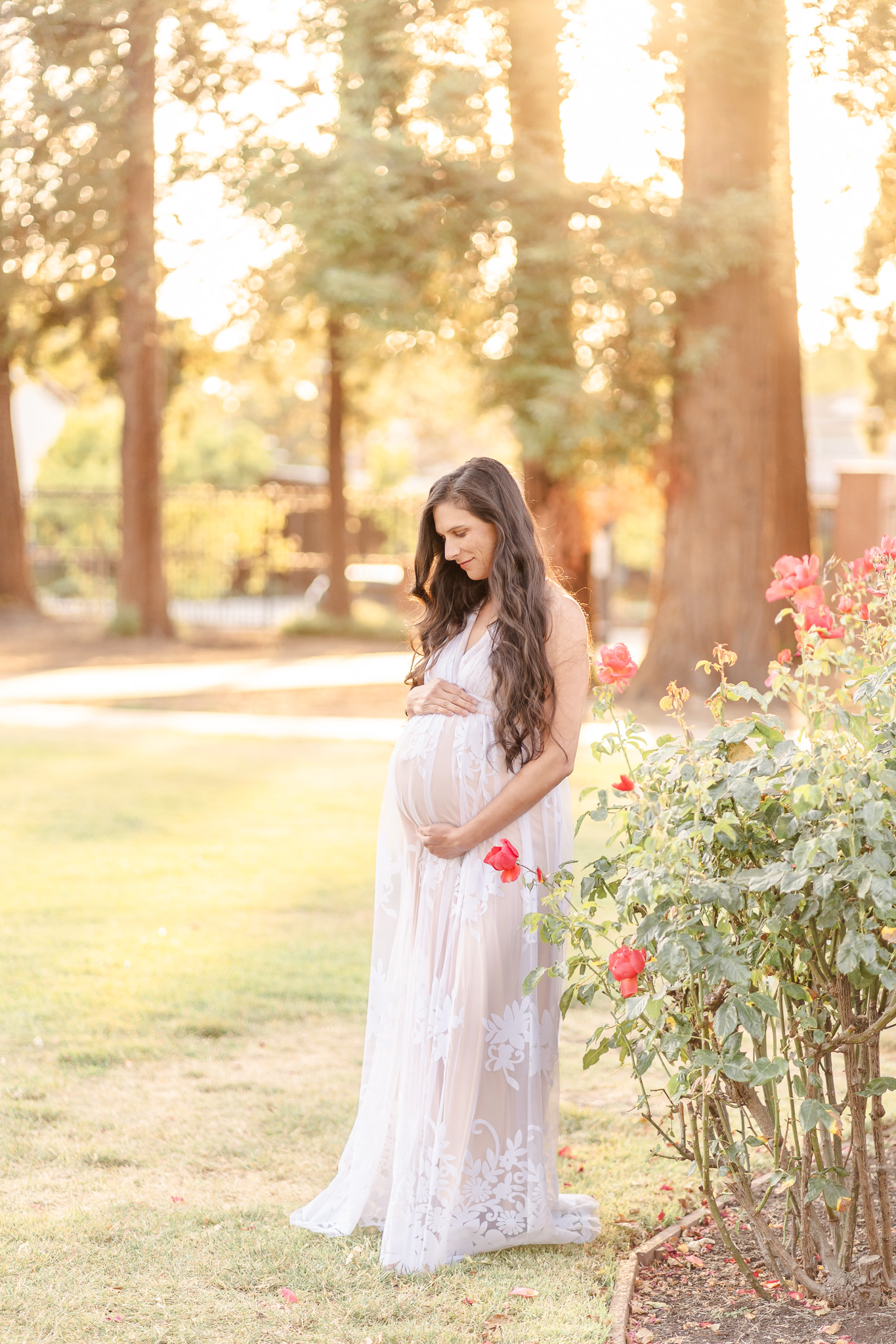 Palo alto pregnant woman in a lacy dress standing next to a rose bush with redwood trees in the background